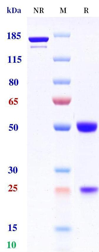 Anti-human CD3 & TPBG (Gen1044 Biosimilar)