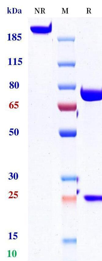 Anti-human 4-1BB & HER2/neu (Yh32367 Biosimilar)