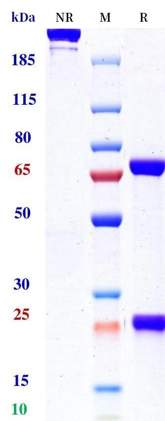 Anti-human BCMA & CD3 (Emb-06 Biosimilar)