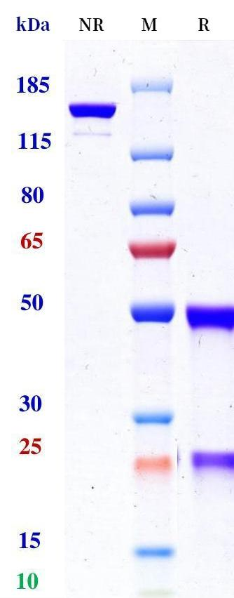 Anti-human LILRB1 & LILRB2 (Ngm707 Biosimilar)