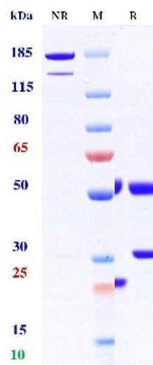 Anti-human LILRB1 & LILRB2 (Ngm707 Biosimilar)