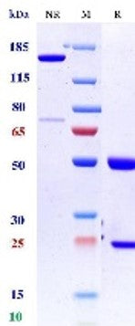 Anti-human LAG-3 & PD-1 (Tobemstomig Biosimilar)
