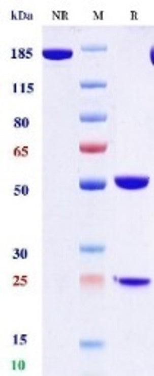 Anti-human CD20 & CD3 (Odronextamab Biosimilar)