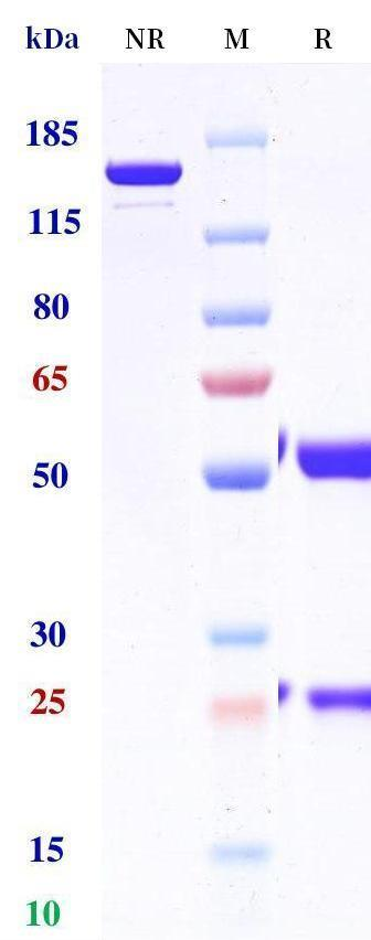 Anti-human cMet & EGFR (Amivantamab Biosimilar)
