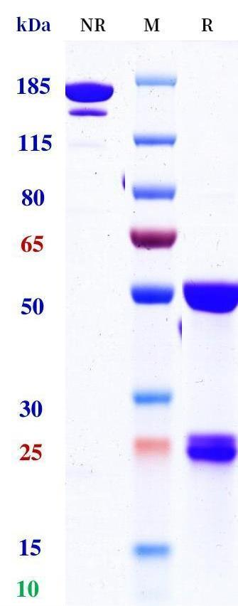 Anti-human 4-1BB & PD-L1 (Acasunlimab Biosimilar)