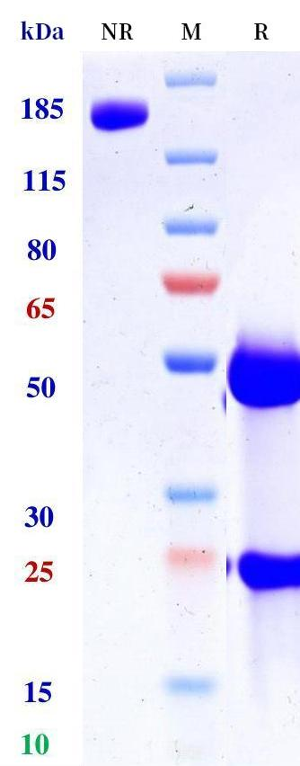 Anti-human DLL4 & VEGF (Navicixizumab Biosimilar)