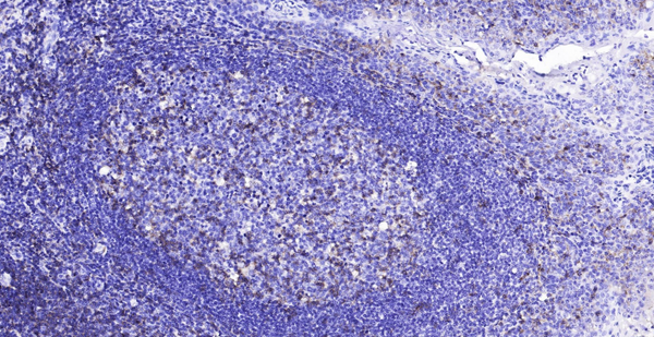 Immunohistochemical analysis of paraffin embedded human tonsil tissue slide using IHC0126H (Human CD4 IHC Kit).