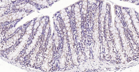 Immunohistochemical analysis of paraffin embedded mouse colon tissue slide using IHC0134M (Mouse LKB1 IHC Kit).