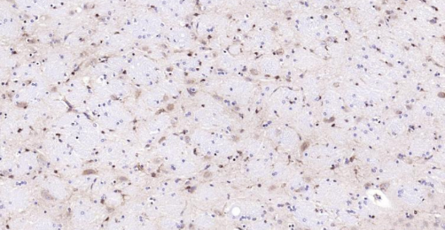 Immunohistochemical analysis of paraffin embedded rat brain tissue slide using IHC0134R (Rat LKB1 IHC Kit).