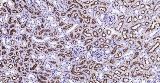 Immunohistochemical analysis of paraffin embedded mouse kidney tissue slide using IHC0138M (Mouse LRP2 IHC Kit).