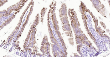 Immunohistochemical analysis of paraffin embedded mouse small intestine tissue slide using IHC0139M (Mouse ATP1A1 IHC Kit).