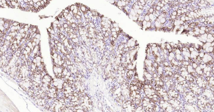 Immunohistochemical analysis of paraffin embedded mouse colon tissue slide using IHC0139M (Mouse ATP1A1 IHC Kit).