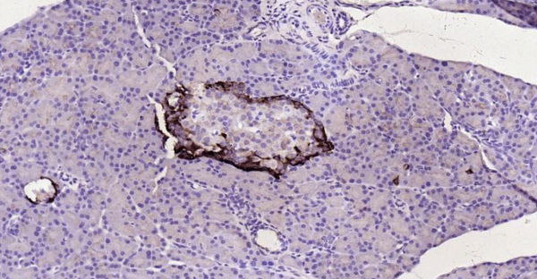 Immunohistochemical analysis of paraffin embedded
rat pancreas tissue slide using IHC0179R (Rat
Chromogranin B IHC Kit).