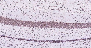 Immunohistochemical analysis of paraffin embedded
rat brain tissue slide using IHC0183R (Rat Lamin B
IHC Kit).