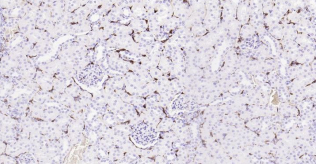 Immunohistochemical analysis of paraffin embedded
rat kidney tissue slide using IHC0184R (Rat AIF1
(9A3) IHC Kit).