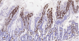 Immunohistochemical analysis of paraffin embedded
rat small intestine tissue slide using IHC0184R (Rat
AIF1 (9A3) IHC Kit).
