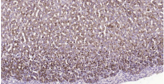 Immunohistochemical analysis of paraffin embedded
mouse adrenal glands tissue slide using IHC0187M
(Mouse HSD3B1+ HSD3B2 IHC Kit).