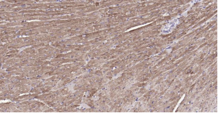 Immunohistochemical analysis of paraffin embedded
mouse heart tissue slide using IHC0189M (Mouse
COX4I1 (Mitochondrial Loading Control) IHC Kit).