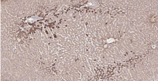 Immunohistochemical analysis of paraffin embedded
rat liver tissue slide using IHC0194R (Rat SYVN1
IHC Kit).