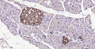 Immunohistochemical analysis of paraffin embedded
rat pancreas tissue slide using IHC0195R (Rat
Insulin IHC Kit).