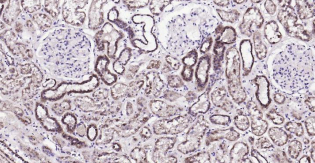 Immunohistochemical analysis of paraffin embedded
human kidney tissue slide using IHC0196H (Human
Monoamine Oxidase B IHC Kit).