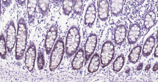 Immunohistochemical analysis of paraffin embedded
human colon tissue slide using IHC0198H (Human
Integrin alpha 2 IHC Kit).
