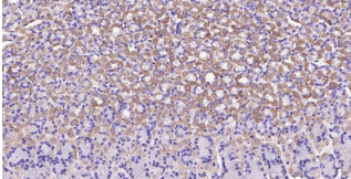 Immunohistochemical analysis of paraffin embedded
mouse stomach tissue slide using IHC0198M (Mouse
Integrin alpha 2 IHC Kit).