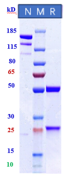 Anti-Human B7-H1 / PD-L1 / CD274 (Socazolimab Biosimilar)