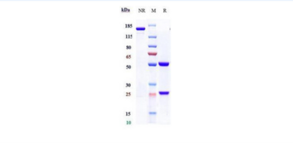 Anti-human CTLA-8/IL-17a (ixekizumab Biosimilar)