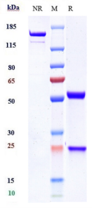 Anti-human GPC3 / Glypican-3 (Codrituzumab-MMAE Biosimilar)