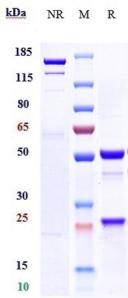 IGF1&IGF2 rHuz IgG1k mAb (Ref: Xentuzumab)
