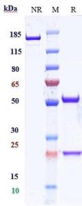 Anti-human CD47 (Urabrelimab Biosimilar)