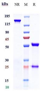 Anti-human TROP2 (Sacituzumab Biosimilar)