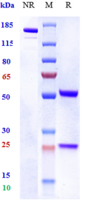 Anti-human TNFSF1 / TNFb/ LT alpha (Pateclizumab Biosimilar)