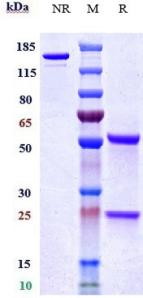 Anti-human TNFRSF5 / CD40 (Bleselumab Biosimilar)