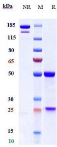 HBEGF rHuz IgG1k mAb (Ref: KHK2866)