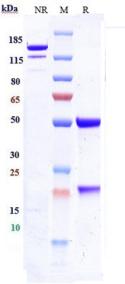 ICAM1/CD54 rHu IgG1k mAb (Ref: Bersanlimab)