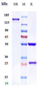 Anti-human FcgR2a / CD32a (VIB9600 Biosimilar)