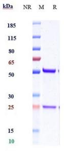 IL18 rHuz IgG4SPk mAb (Ref: ABT-325)