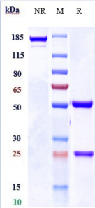 IL1RAP/IL1R3 rHuz IgG4SPk mAb (Ref: Nidanilimab)