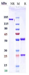 Anti-human PDCD1 / PD-1 / CD279 (Serplulimab Biosimilar)
