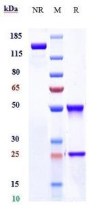 Anti-human LILRB4 / ILT3 / CD85k (U.Texas patent Anti-LILRB4 Biosimilar)