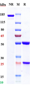 Anti-human HGFR / c-Met (Telisotuzumab vedotin Biosimilar)