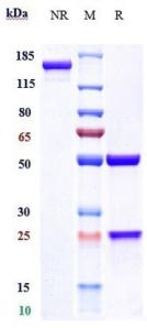 Anti-human CALCA / CGRP (Fremanezumab Biosimilar)