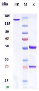 GLP1R rHu IgG1k mAb (Ref: Centocor patent)