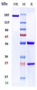 Anti-human P-Selectin / CD62p (Inclacumab Biosimilar)