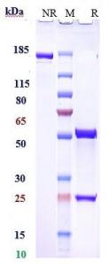 Anti-human RHD / CD240d (Roledumab Biosimilar)