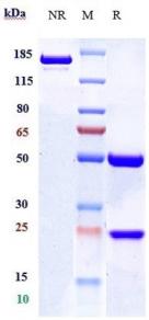 Anti-human CB1 / CNR1 (Nimacimab Biosimilar)