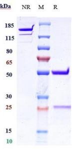 Anti-human IFNa1 (Chinese CDC patent Anti-human Interferon Alpha Biosimilar)