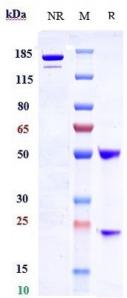 Anti-human LRRC15 / LIB (Samrotamab Biosimilar)